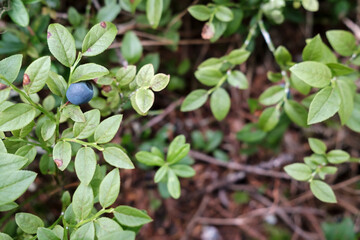 Fototapeta na wymiar Ripe blueberries on the bushes in the forest. Harvest of Vaccinium myrtillus berries.