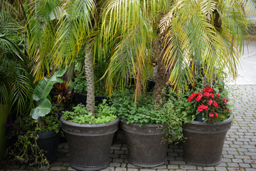 palm trees in a garden