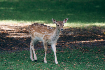 deer in the woods