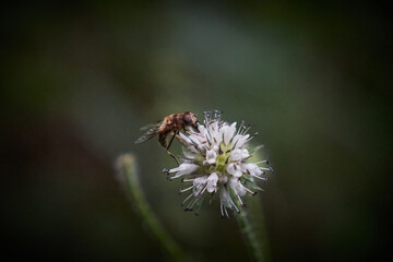 Closeup shot of a bee collecting pollen from a white small teasel flower