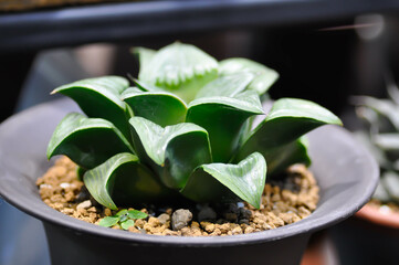 Haworthia ,Haworthia akanko or cactus or succulent
