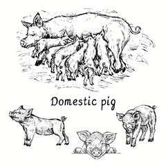 Pig (sow) feeding piglets and couple piglets isolated view. Ink black and white doodle drawing in woodcut style. © Artinblackink