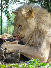 Obraz premium A single male lion eating