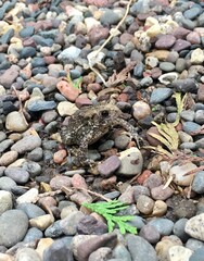 Toad in camouflage 