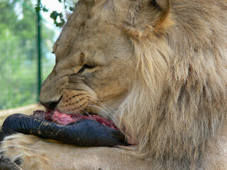 A single male lion eating