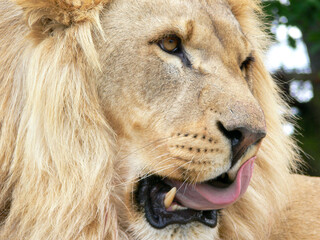 Close up of the face of a male lion