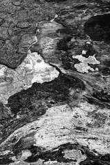 Black and white abstract tree trunk wood texture. Natural background. Impression of a barking dog chasing a monk. Vertical image.
