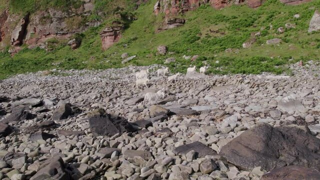 White Saanen Goats in a Large Herd Grazing Below a Mountain