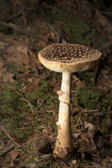 Amanita Pantherina, panther cap mushroom in the forest.