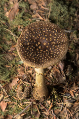 Amanita Pantherina, panther cap mushroom in the forest.