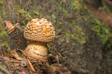 Amanita Pantherina, panther cap mushroom in the forest.