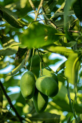 Raw or green mangoes have health benefits like constipation and stomach issues