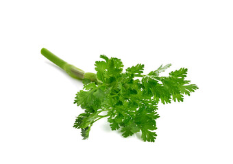 Fresh coriander leaves isolated on white background