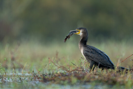 Grand cormoran
