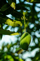 Mango can reduce your harassing acidity problem just by chewing raw mango