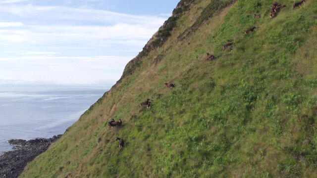 Wild Soay Sheep Grazing on the Side of a Grassy Mountain