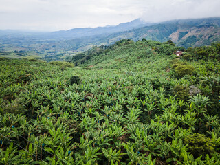 Fototapeta na wymiar Belén de Umbria Risaralda, paisaje de cultivos de platano y café