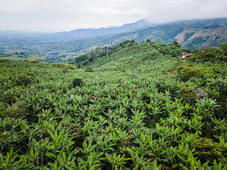 Belén de Umbria Risaralda, paisaje de cultivos de platano y café