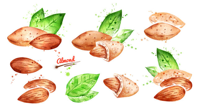 Watercolor illustrations set of almond nut