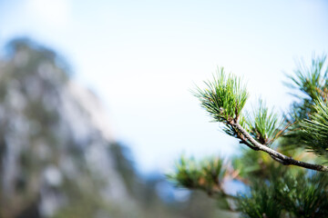 pine tree branches in Mount Huangshan