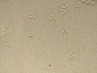Fototapeta na wymiar Seabird Footprints in sand