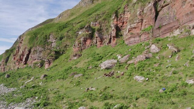Wild Soay Sheep Grazing on the Side of a Grassy Mountain