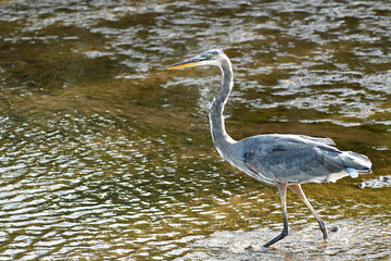  heron