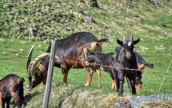 Pinzgauer Ziege, Ziege, Gebirgsziege, Horn, H&ouml;rner, Ziegenbock, Pinzgauer Ziegenbock, Rasse, selten, aussterben, gef&auml;hrdet, hochgef&auml;hrdet, Ziegenrasse, Hochgebirgsrasse, Ziegenhaltung, Weide, Zaun, We