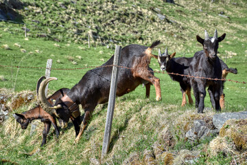 Pinzgauer Ziege, Ziege, Gebirgsziege, Horn, Hörner, Ziegenbock, Pinzgauer Ziegenbock, Rasse,...