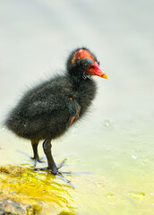 A water hen chick on a pond in Wilson Park, Victoria, Australia.