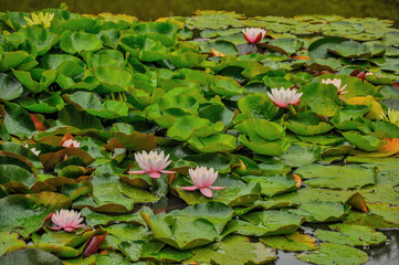 Delicate and beautiful water lilies in the ponds of Wilson Park.