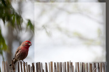 backyard party bird on bamboo fence invite