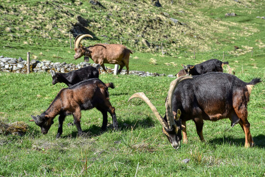 Pinzgauer Ziege, Ziege, Gebirgsziege, Horn, H&ouml;rner, Ziegenbock, Pinzgauer Ziegenbock, Rasse, selten, aussterben, gef&auml;hrdet, hochgef&auml;hrdet, Ziegenrasse, Hochgebirgsrasse, Ziegenhaltung, Weide, Zaun, We
