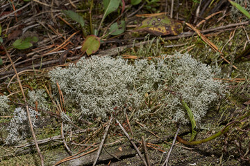 Cladonia of deer's (lat. Cladonia Rangiferina) - a bushy lichen from the genus of the Cladonia.