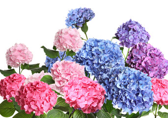 Many different beautiful hortensia flowers on white background