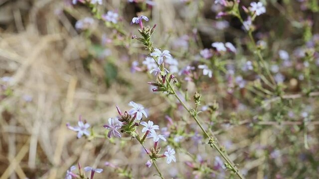 Flowering plant of common leadwort.mov