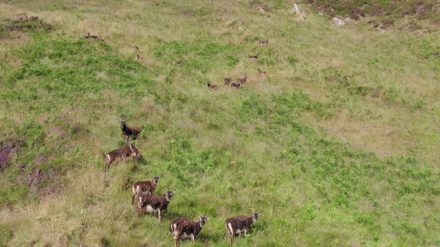 Wild Soay Sheep Grazing on the Side of a Grassy Mountain