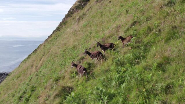 Wild Soay Sheep Grazing on the Side of a Grassy Mountain