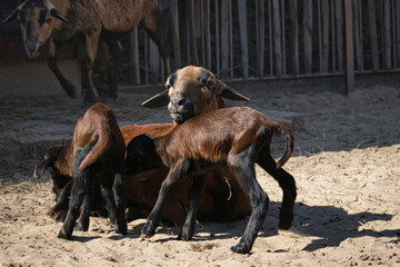 chamberun sheep mother with her babies in berlin zoo