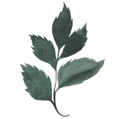  Watercolor green leaves.