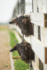 The goats heads protruded through the fence