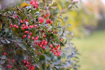 Collecting wild barberry, walking in the forest.