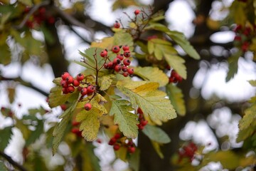 Autumn walks in the fields, the beauty of autumn nature.
