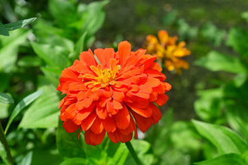 beautiful blossomed red zinnia elegans flower and green leaves in the garden
