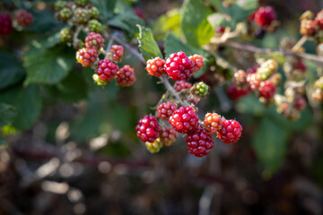 Blackberries on a vine in autumn