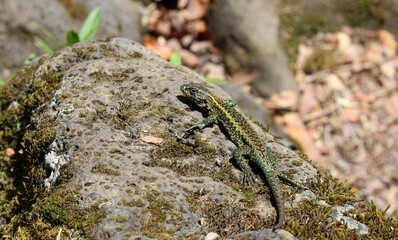 Lagartija Pintada (Liolaemus pictus)
Chile