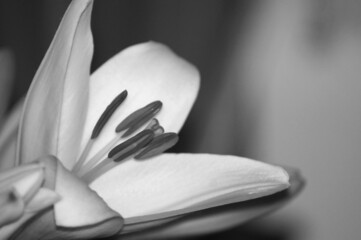 Nahaufnahme einer gelben Lilie Blüte Freisteller © zeralein