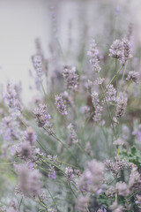 Lavendel, Hintergrund, Natur, Spa