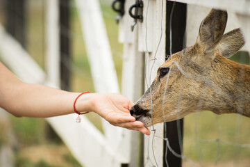 The deer eats from the hand