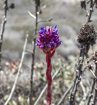 Chagual Chico (Puya venusta)
Chile